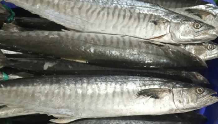 Tenggiri 2kg up